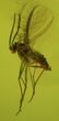 Three Detailed Fossil Flies (Diptera) In Baltic Amber #48124-2
